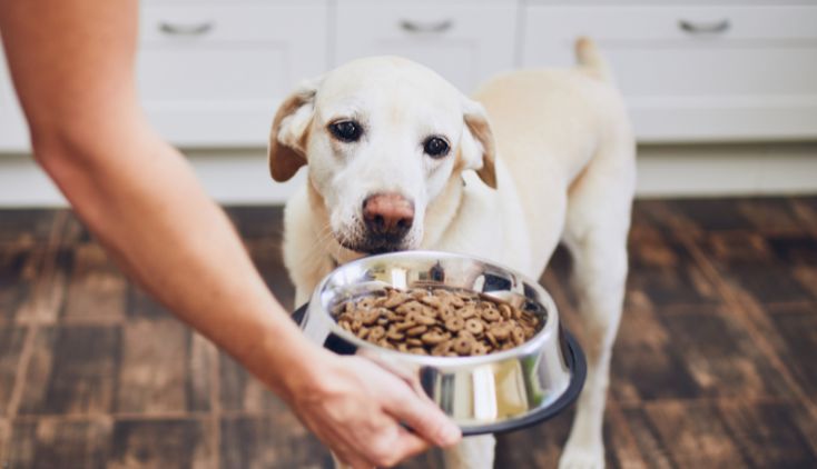 A white lab looking at a bowl of dog food.