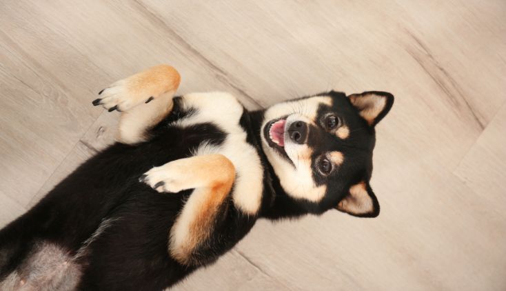A black shiba inu dog laying on it's back. It looks super cute!