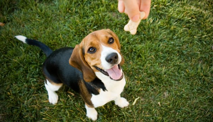 A Beagle dog sitting on the grass, waiting for a dog treat.